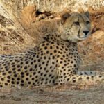Fatal Folly: Rare Cheetah Cub Perishes as Forensic Probe Reveals Lead Pellet Trail