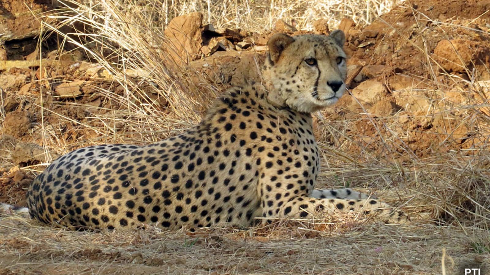 Fatal Folly: Rare Cheetah Cub Perishes as Forensic Probe Reveals Lead Pellet Trail