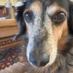Fatal Neglect: Pet Business Owner Charged After Dog Dies in Sweltering Car