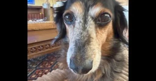 Fatal Neglect: Pet Business Owner Charged After Dog Dies in Sweltering Car