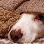 Five Steps to Keep Your Canine Calm When the Fireworks Start