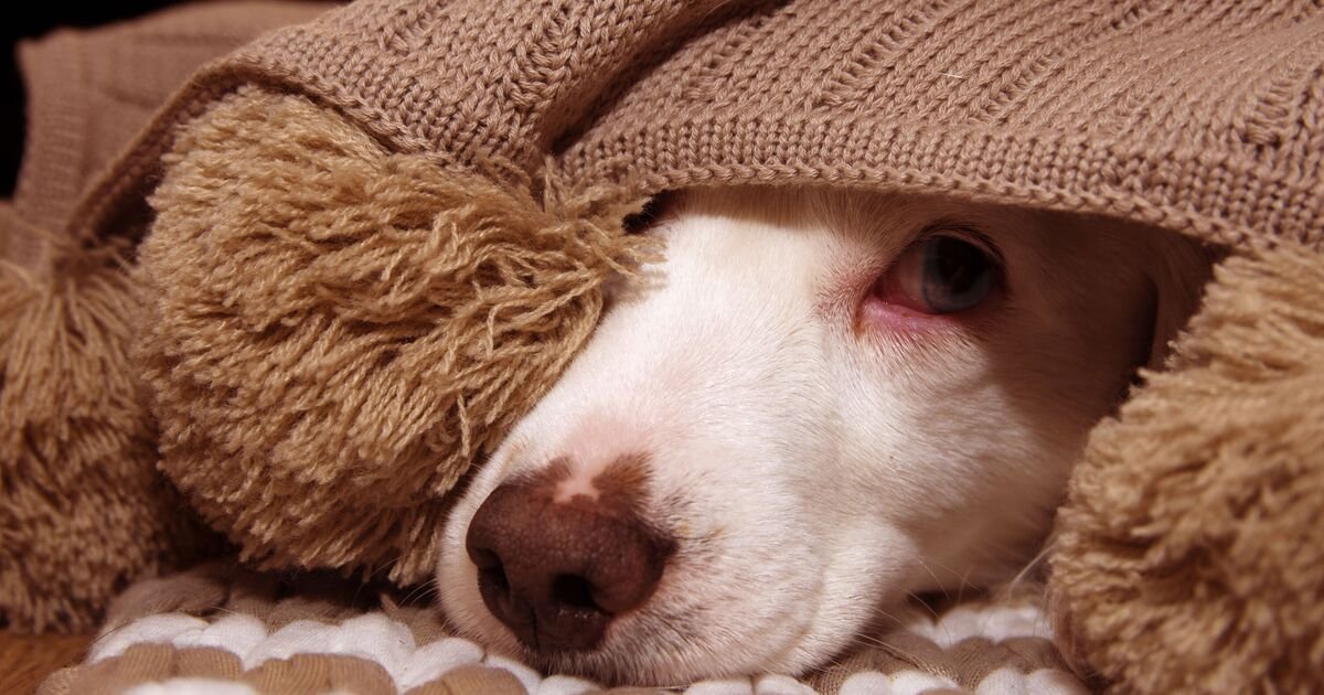 Five Steps to Keep Your Canine Calm When the Fireworks Start
