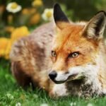 Fox in the Garden: RSPCA Issues Crucial Safety Guidance for Pet Owners and Parents