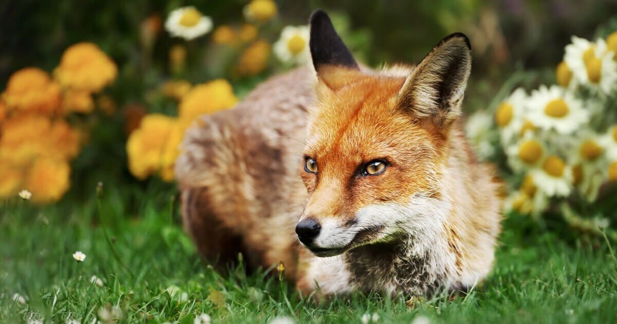 Fox in the Garden: RSPCA Issues Crucial Safety Guidance for Pet Owners and Parents