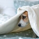 Fright Night: How to Soothe Your Pets as Calls for Fireworks Ban Ignite