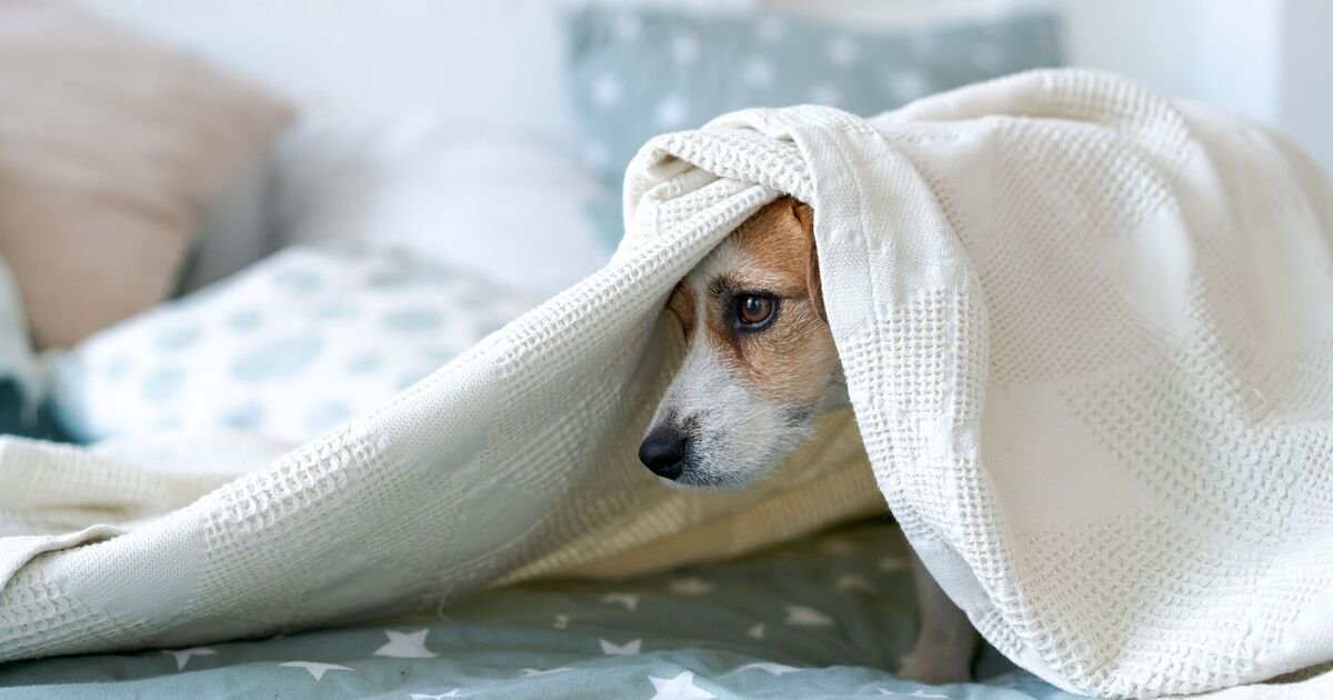 Fright Night: How to Soothe Your Pets as Calls for Fireworks Ban Ignite