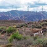 Gazelle Renaissance: Ningxia Nature Reserve Sees Population Boom Amid Ecological Revival