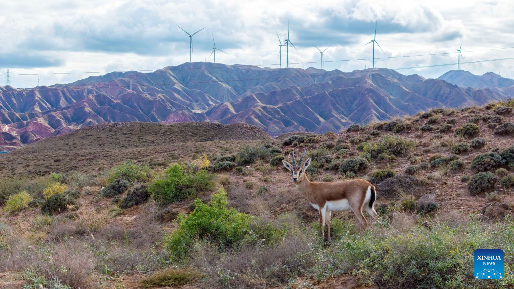 Gazelle Renaissance: Ningxia Nature Reserve Sees Population Boom Amid Ecological Revival
