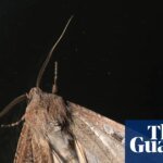Ghost in the Machine: Why Millions of Bogong Moths Are Hijacking New South Wales Radar