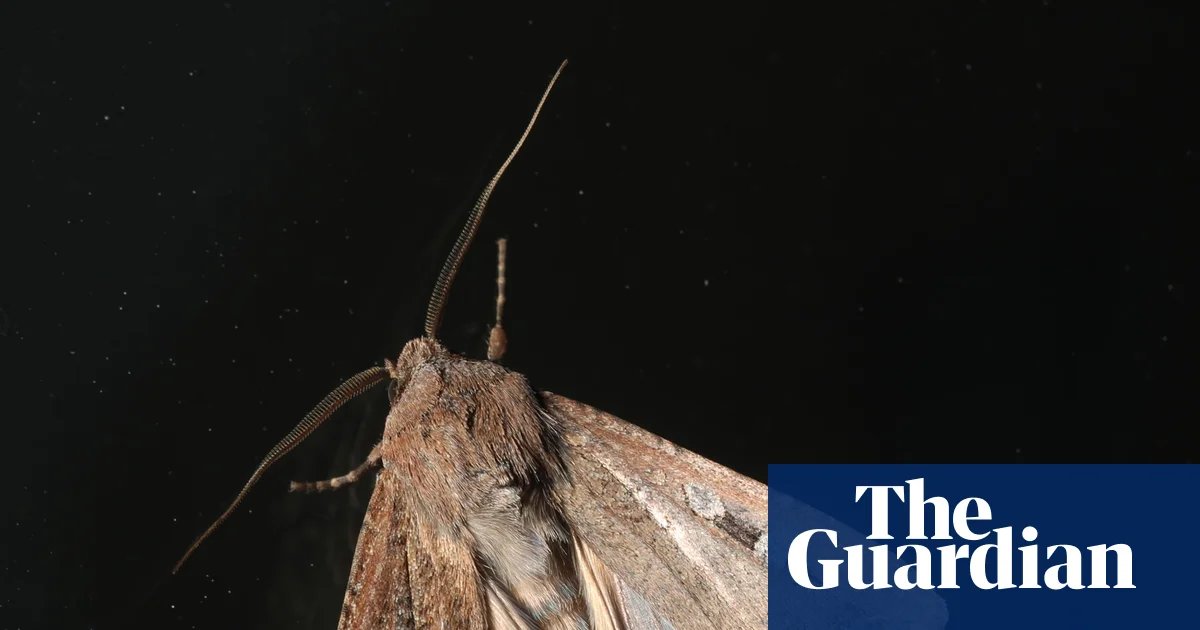 Ghost in the Machine: Why Millions of Bogong Moths Are Hijacking New South Wales Radar