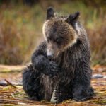 Ghost in the Mist: Chasing the Phantom Bears of the Great Bear Rainforest