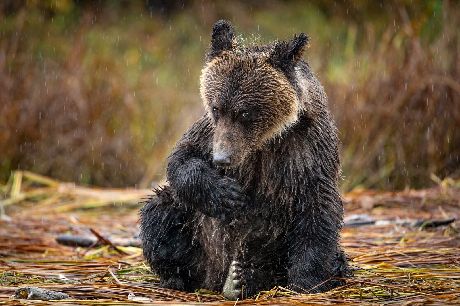 Ghost in the Mist: Chasing the Phantom Bears of the Great Bear Rainforest