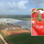 Glasshouse Giants: The Hidden Hand Behind Your Rising Grocery Bill