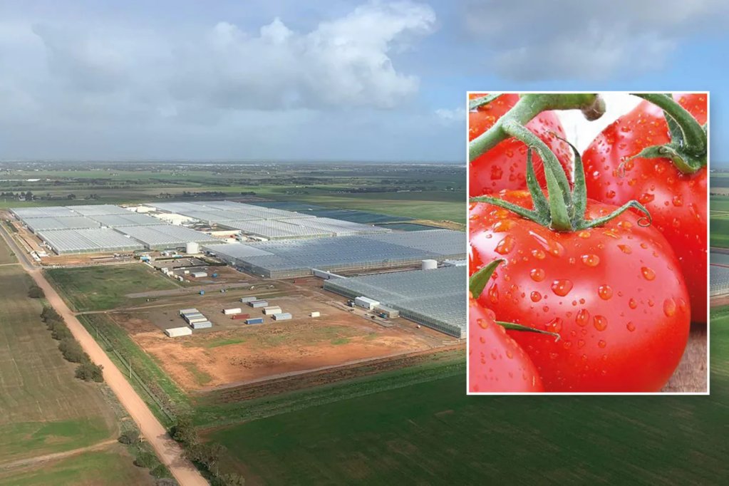 Glasshouse Giants: The Hidden Hand Behind Your Rising Grocery Bill