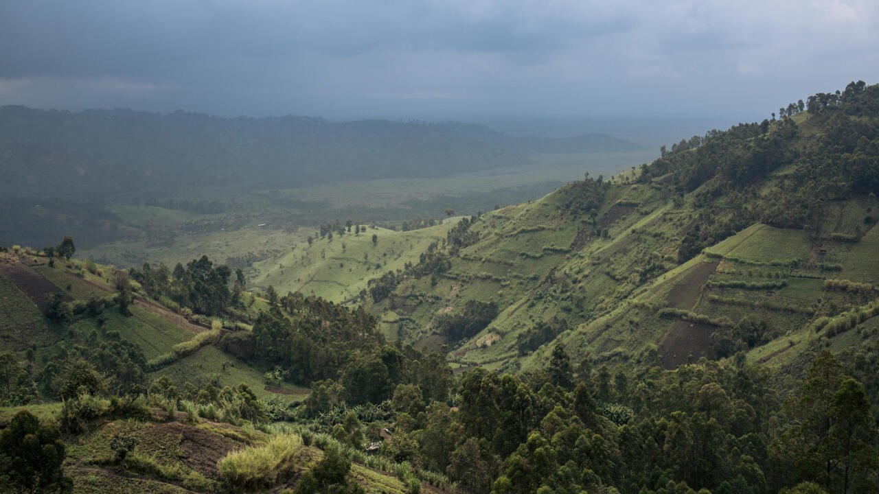 Global Canopy Clears: Congo Basin Emerges as New Frontline in Deforestation Crisis