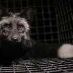 Global Pact Targets Nature’s Predators: UN Nations Move to Criminalize Environmental Crimes