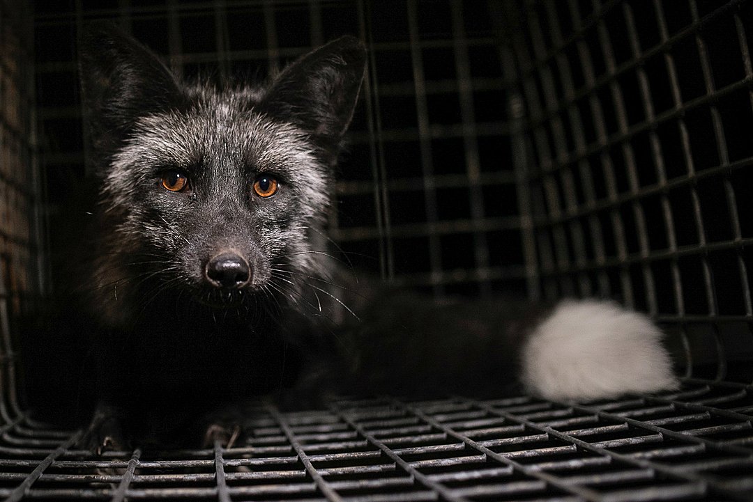 Global Pact Targets Nature’s Predators: UN Nations Move to Criminalize Environmental Crimes