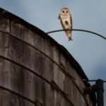 Gotham’s Newest Neighbors: Rare Barn Owl Family Takes Wing Over the Upper West Side