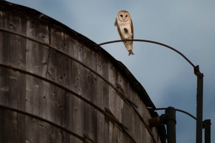 Gotham’s Newest Neighbors: Rare Barn Owl Family Takes Wing Over the Upper West Side