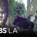 Grizzly Business: How One Biologist is Keeping SoCal’s Backyards Bear-Free