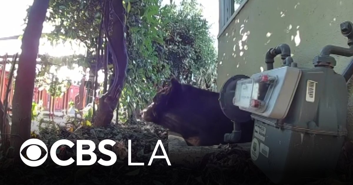 Grizzly Business: How One Biologist is Keeping SoCal’s Backyards Bear-Free