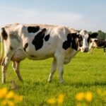 Happy Cows, Smaller Footprint: How Animal Welfare Is Transforming Dairy Sustainability