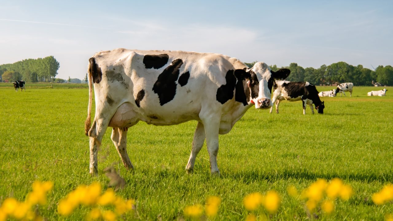 Happy Cows, Smaller Footprint: How Animal Welfare Is Transforming Dairy Sustainability