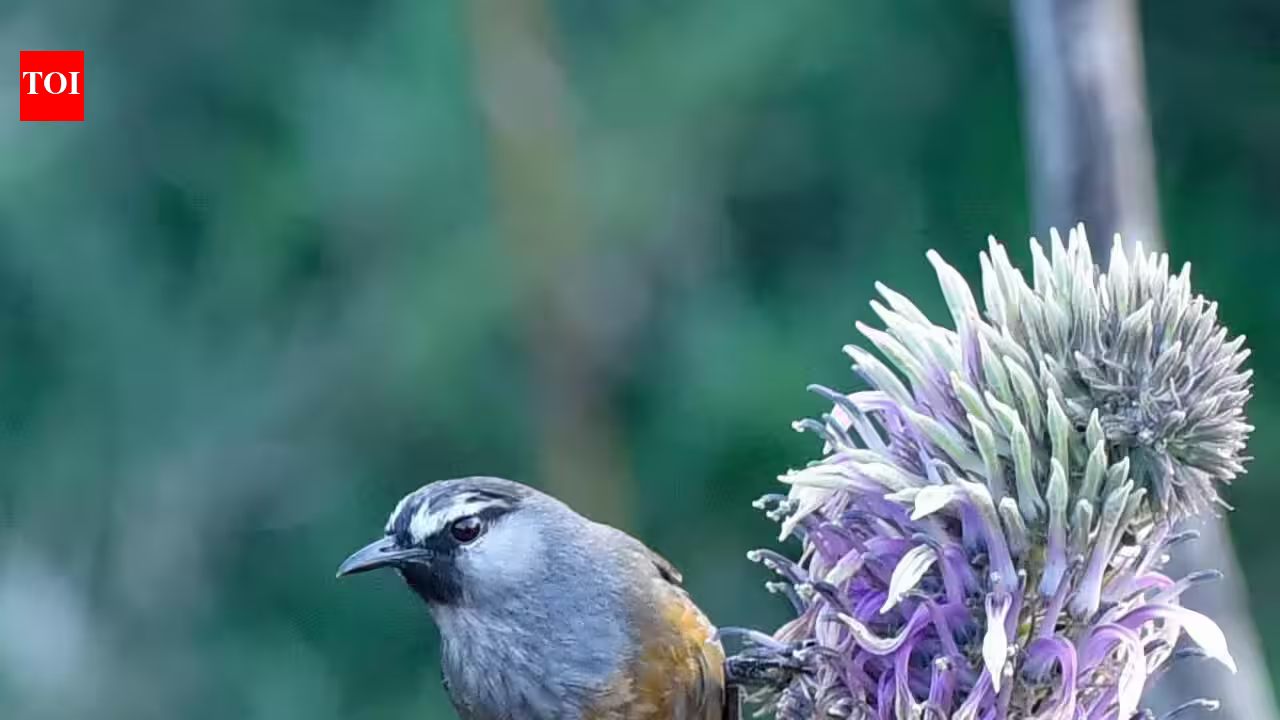High Stakes in the Highlands: Kochi’s Songbird Faces a Fight for Survival