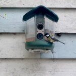 I Fed the Machine: My Short-Lived Romance with a Silicon Songbird