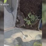Incandescent Inferno: Taos Firefighters Rescue Terrarium from Thermal Meltdown
