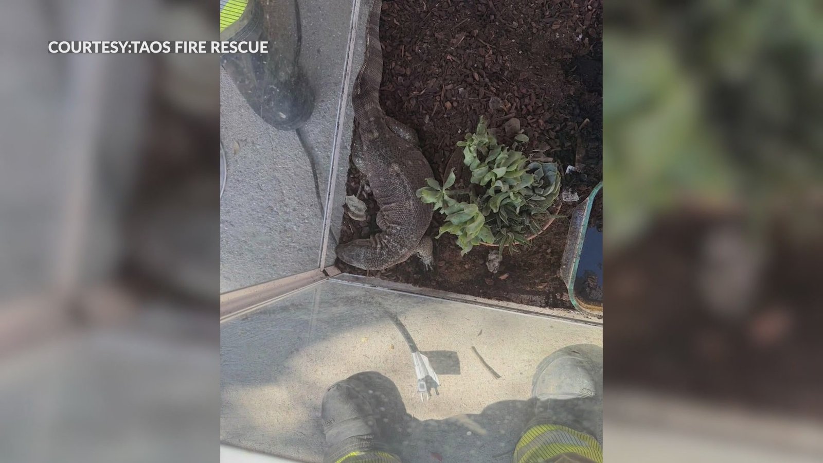 Incandescent Inferno: Taos Firefighters Rescue Terrarium from Thermal Meltdown