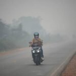 Inferno in the Canopy: Rescuers Race to Save Indonesia’s Orangutans from Closing Ring of Fire