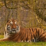 Judgment Day for Altai: Yorkshire Wildlife Park Confirms Fate of Tiger Behind Keeper’s Death