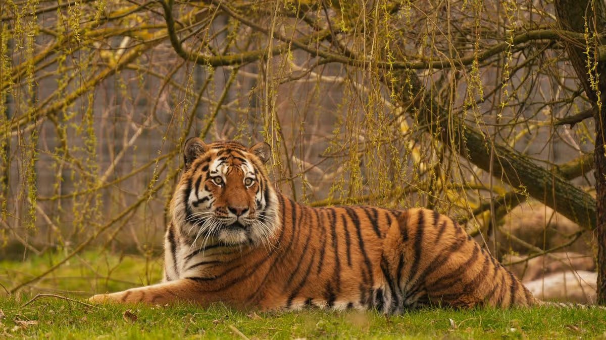 Judgment Day for Altai: Yorkshire Wildlife Park Confirms Fate of Tiger Behind Keeper’s Death