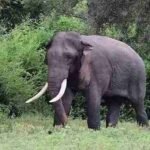 Justice for Kavantissa: Prime Suspect Apprehended in Brutal Elephant Slaying