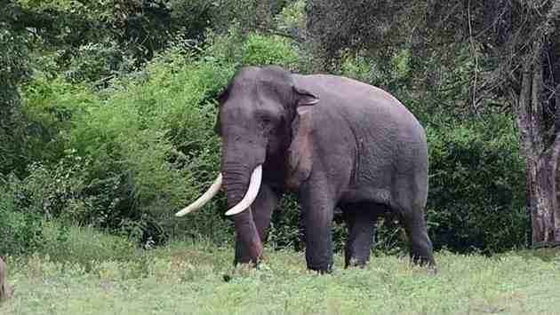 Justice for Kavantissa: Prime Suspect Apprehended in Brutal Elephant Slaying
