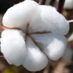 Kasturi Cotton Gains Global Momentum as Certification Hits 2.13 Lakh Bales