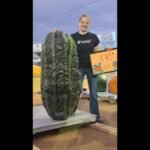 Maine Woman’s 170-Pound Zucchini Claims North American Crown After Rival’s Split Decision