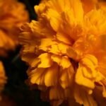Marigold Renaissance: Mexico City’s Floral Fields Bloom for the Departed