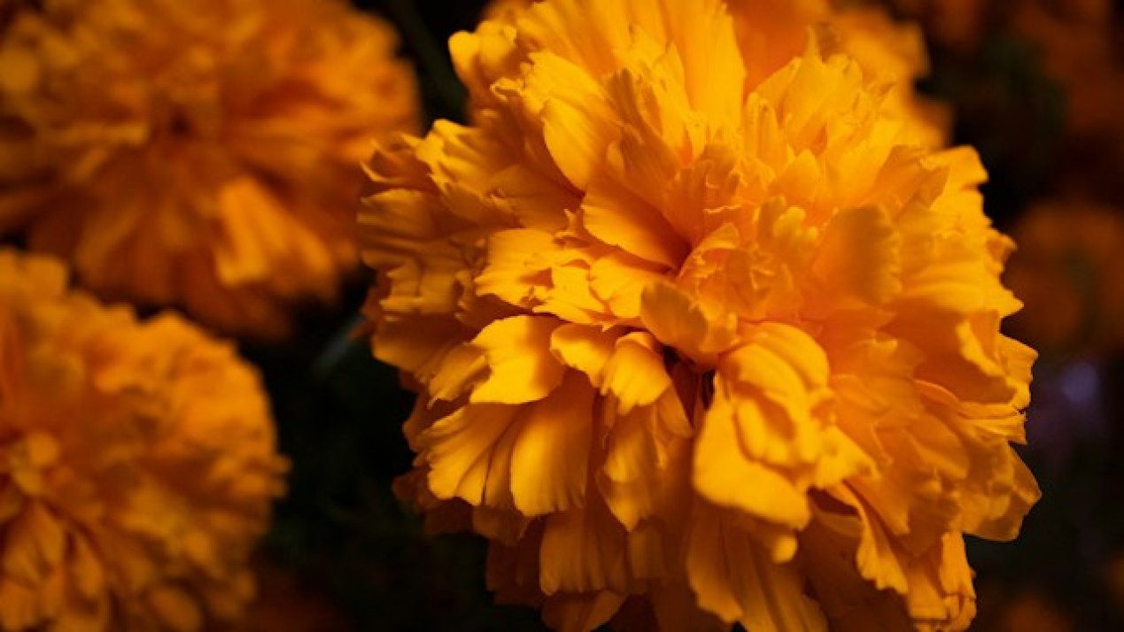 Marigold Renaissance: Mexico City’s Floral Fields Bloom for the Departed