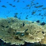 Masirah’s Coral Guardians: A Race Against Time to Save Submerged Treasures