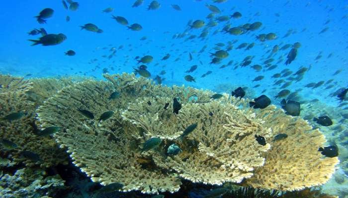 Masirah’s Coral Guardians: A Race Against Time to Save Submerged Treasures