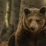 Matriarch of the Mountains: Katerina, Greece’s Iconic Bear, Passes at 39
