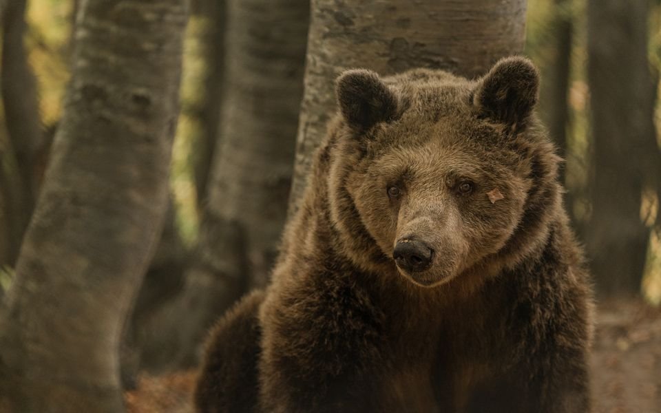Matriarch of the Mountains: Katerina, Greece’s Iconic Bear, Passes at 39