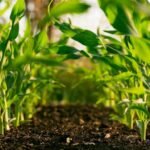 Mexico’s Soil Revolution: Cultivating Water Security from the Ground Up