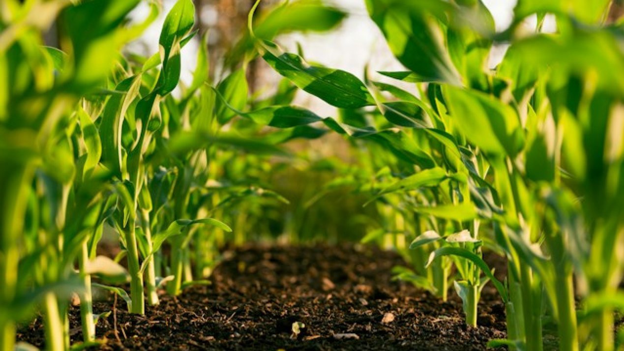 Mexico’s Soil Revolution: Cultivating Water Security from the Ground Up