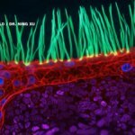 Microscopic Masterpiece or Digital Mirage? Prize-Winning Video Unmasked as AI Fabrication