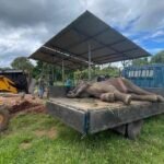 Miracle in Medawachchiya: Rescued Elephant Calf Beats the Odds in Remarkable Recovery