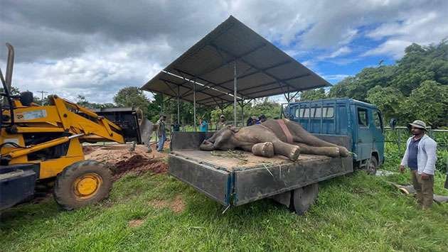 Miracle in Medawachchiya: Rescued Elephant Calf Beats the Odds in Remarkable Recovery