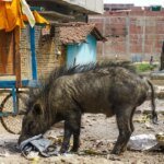Morning Edition Mauling: Wild Boar Disrupts Reader’s Routine on Rural Veranda